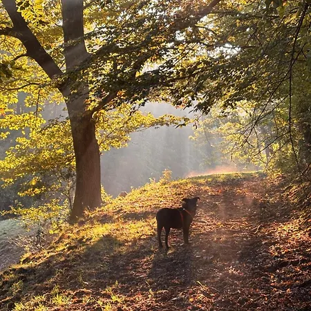 Ubytování v soukromí Schoenes Mit Kueche Und Bad Im Taunus Waldsolms