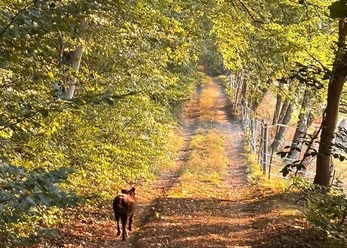 Quarto em Acomodações Particulares Schoenes Mit Kueche Und Bad Im Taunus *
